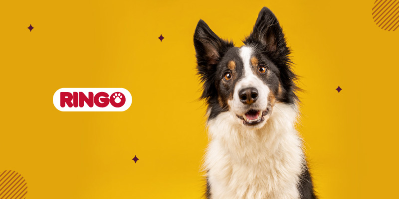 como hacer feliz a tu perro